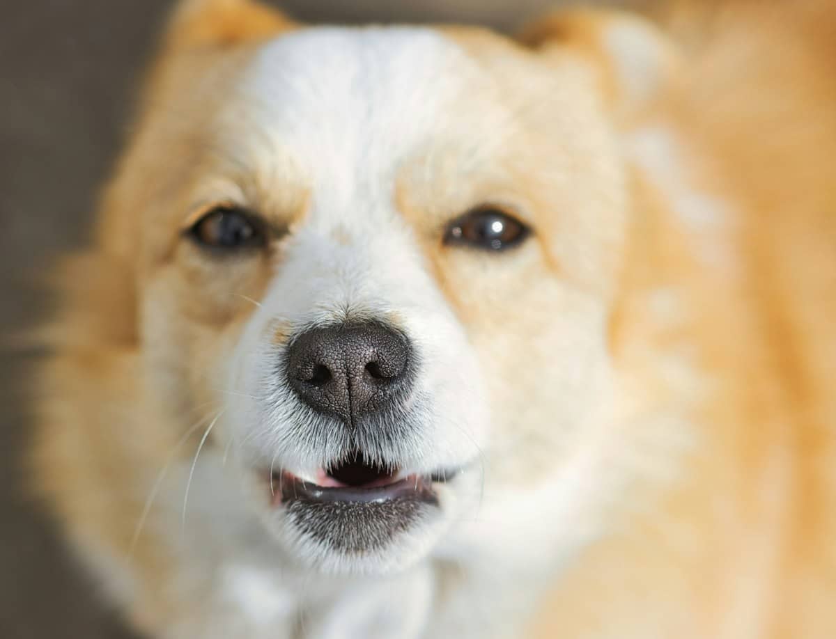 Cachorro de pelo caramelo e branco sorrindo para a câmera