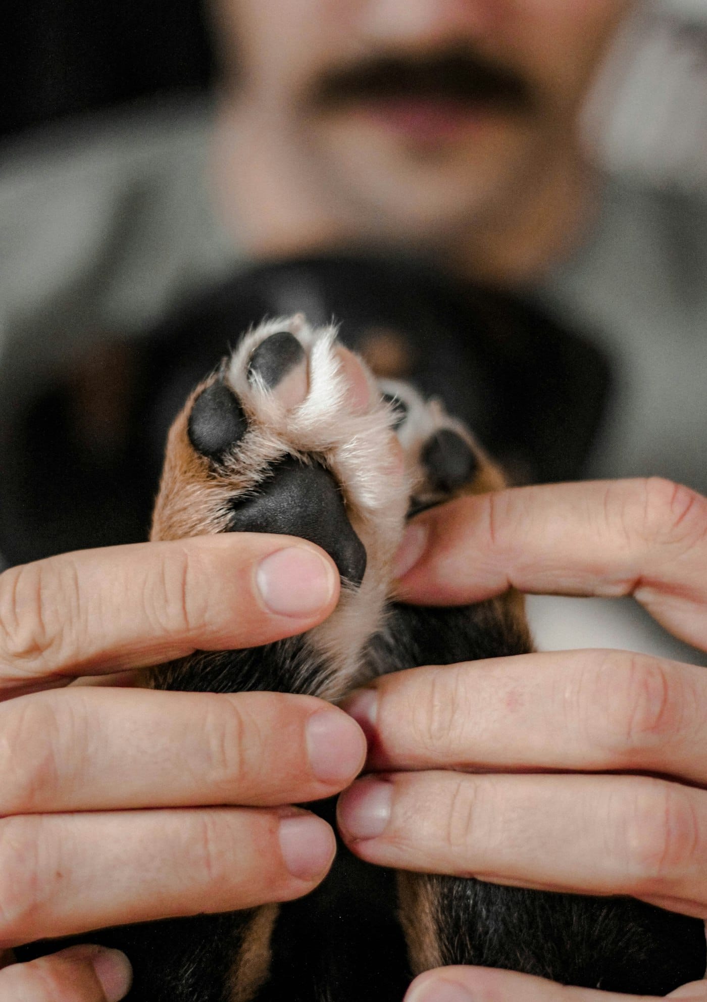 Mãos segurando com delicadeza a pata de um cachorro