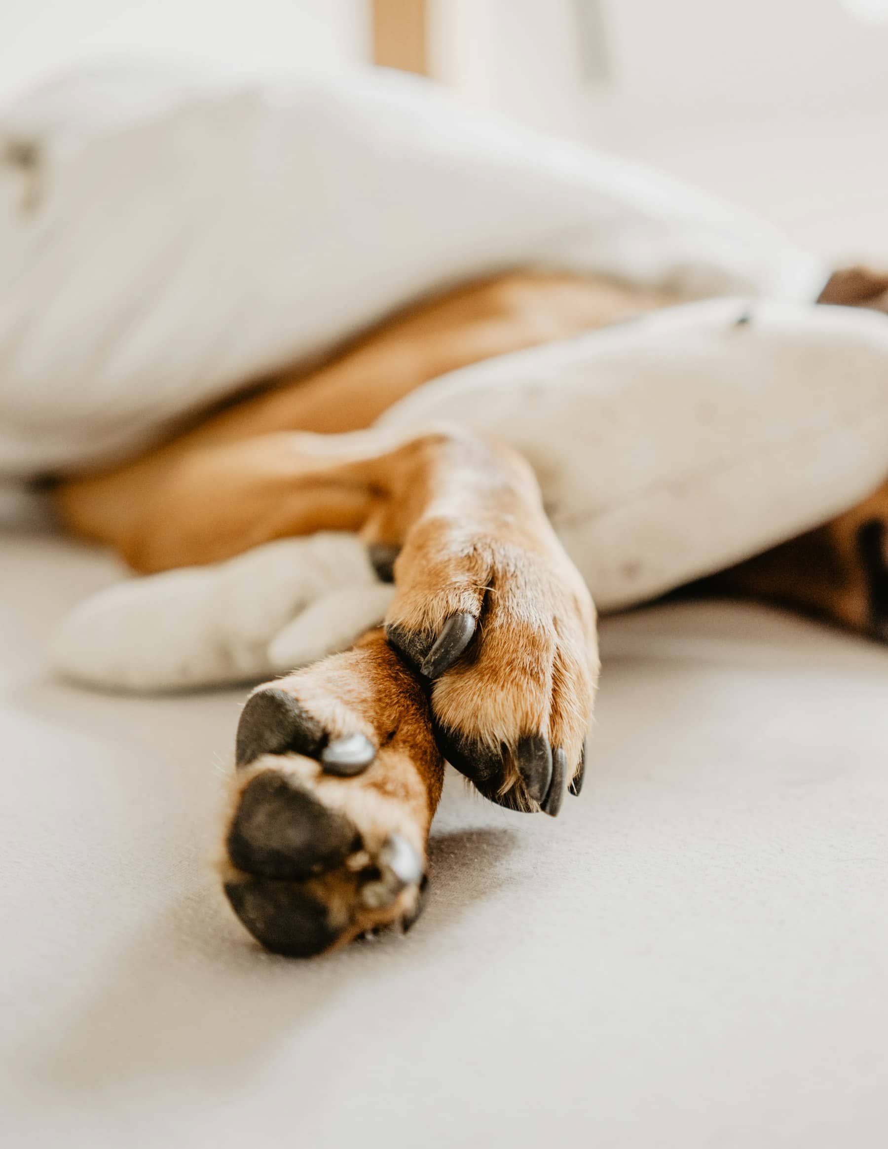 Patas cruzadas de um cachorro dormindo entre almofadas claras
