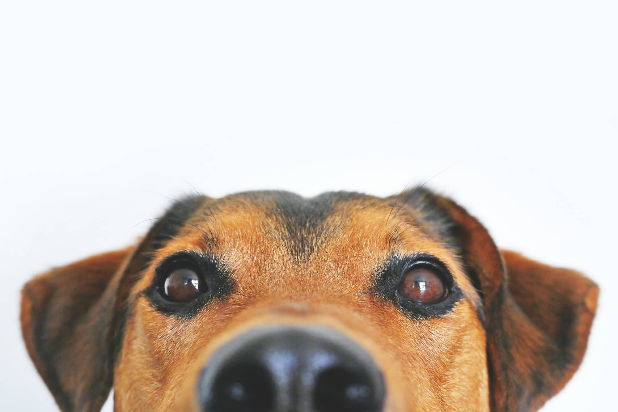 Cachorro espiando por cima de uma borda, só os olhos e o focinho