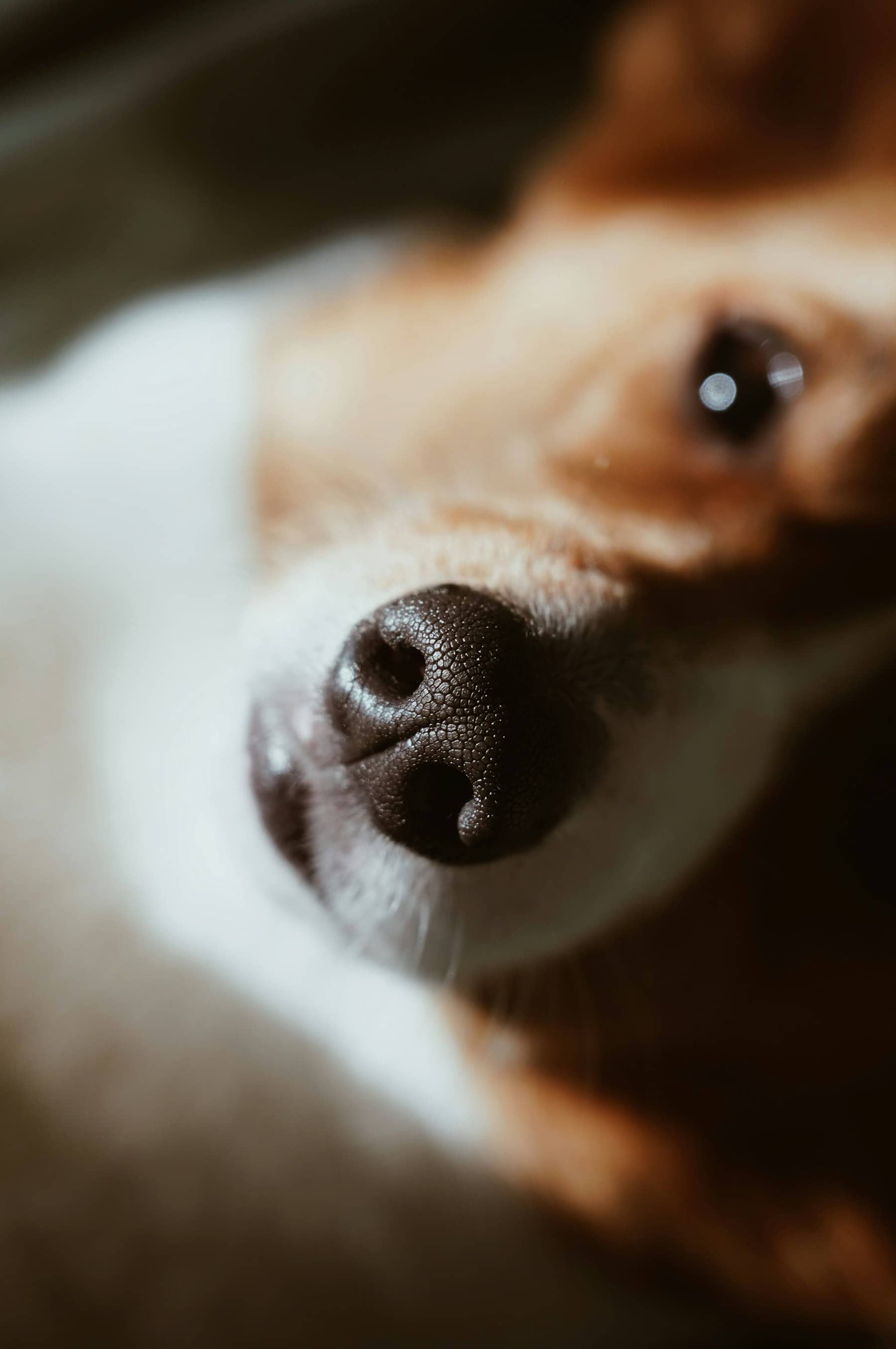 Focinho de um cachorro bem de perto, olhando para cima