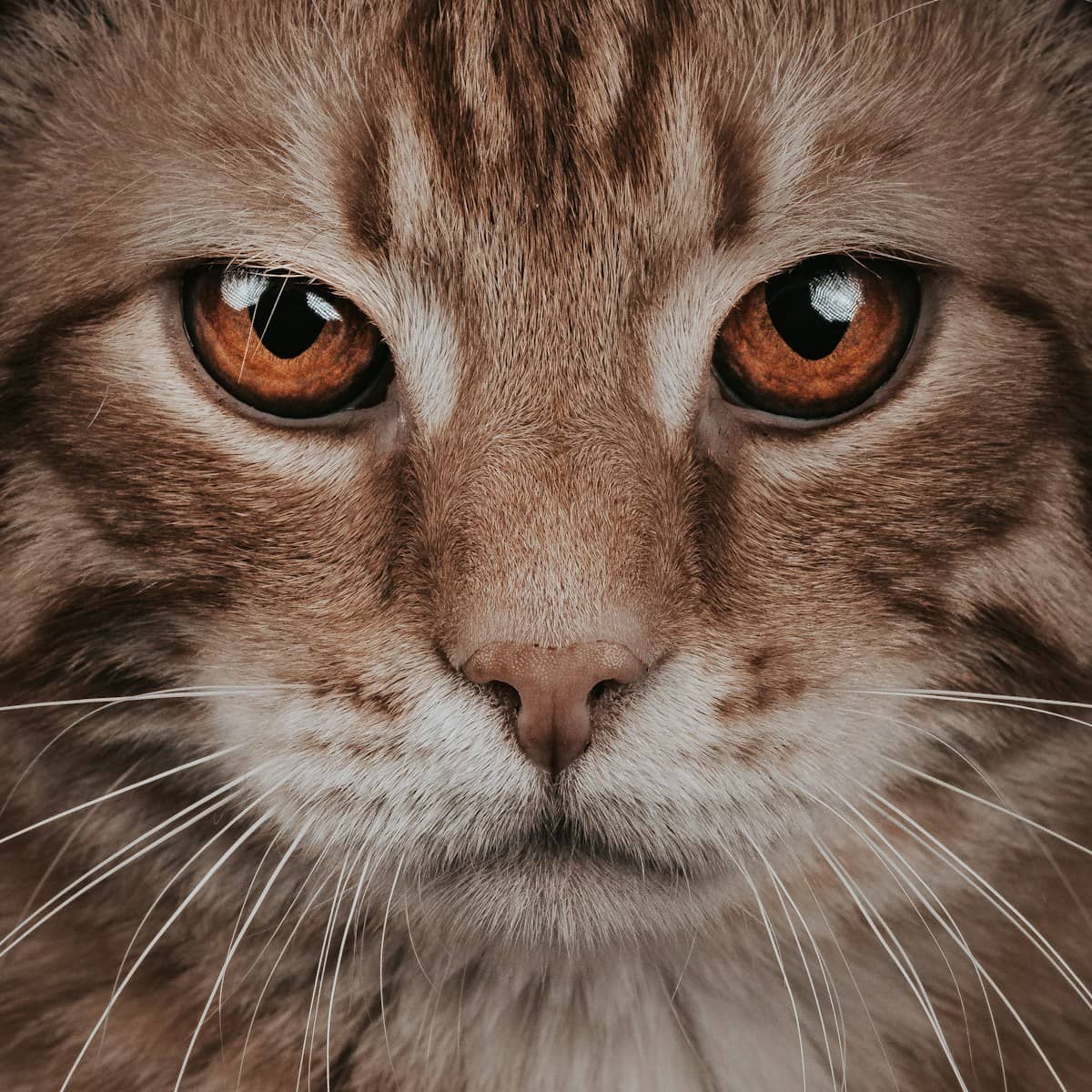 Olhos cor de âmbar de um gato rajado