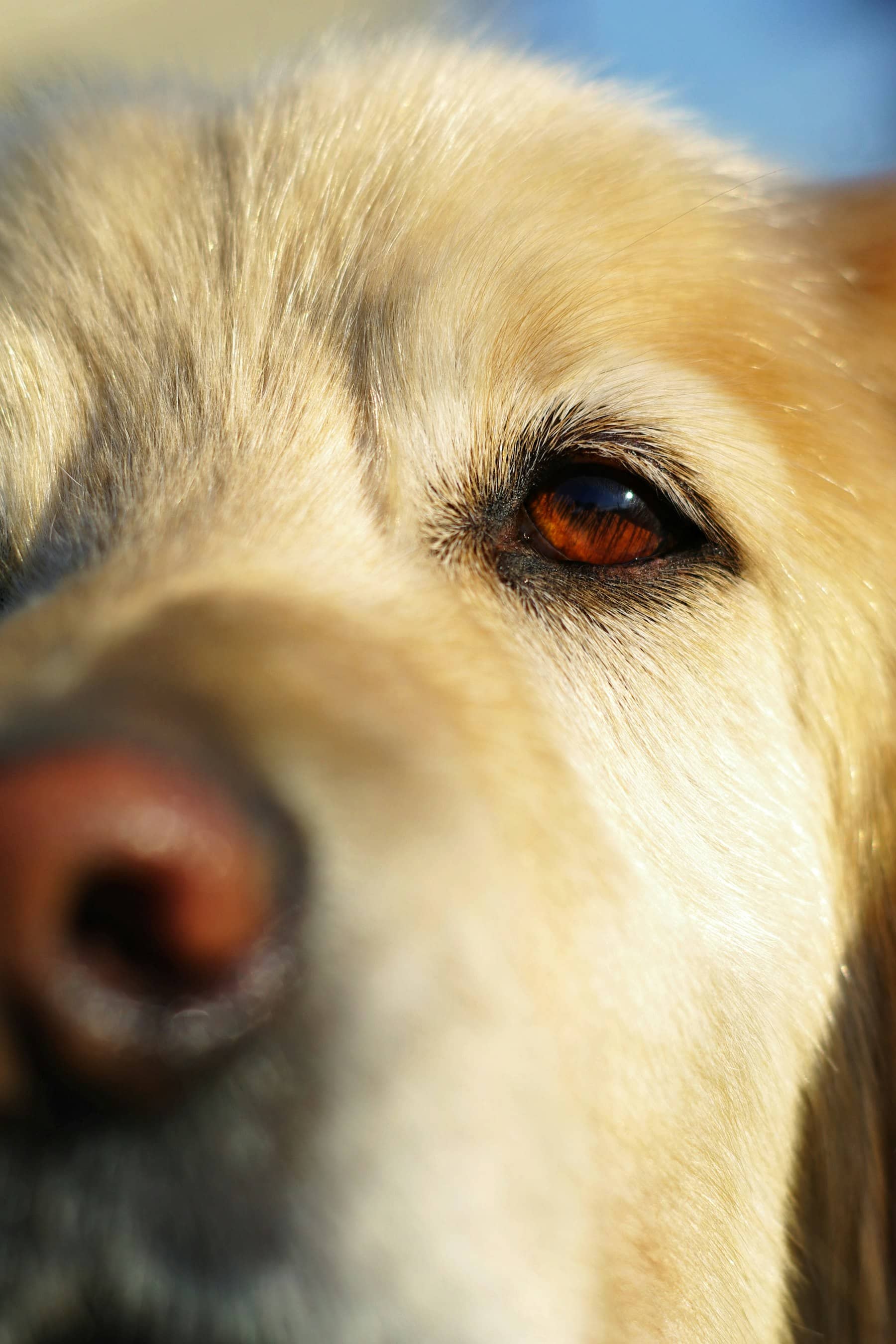 Olho castanho de um cachorro de pelo dourado em close